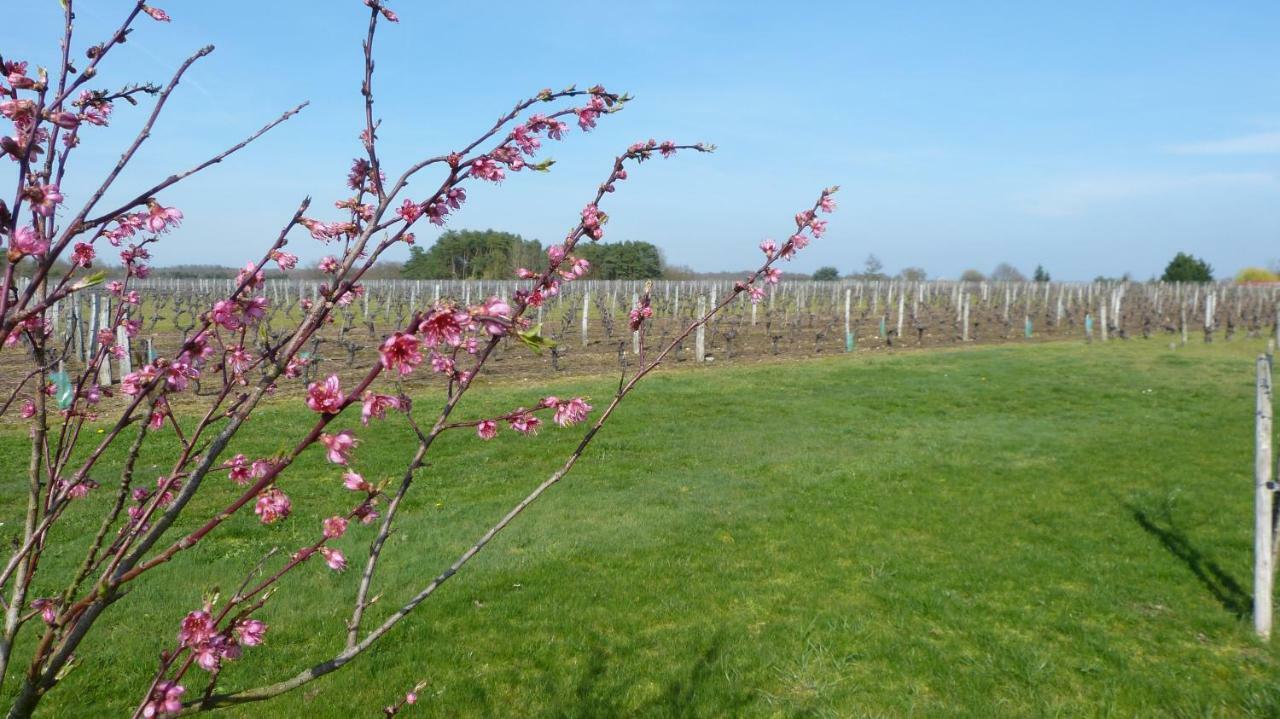 L'Ecrin Au Coeur Des Vignes Villa Saint-Georges-sur-Cher Exteriör bild
